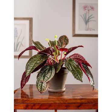 Monolena 'Midnight Glory'