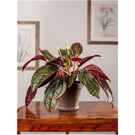 Monolena 'Midnight Glory'