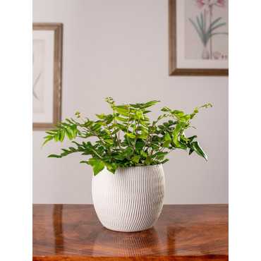 Ciemnotka sierpowata