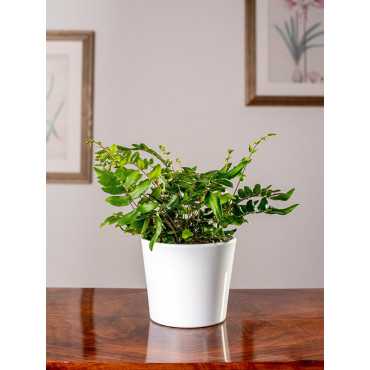 Ciemnotka sierpowata