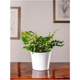 Ciemnotka sierpowata