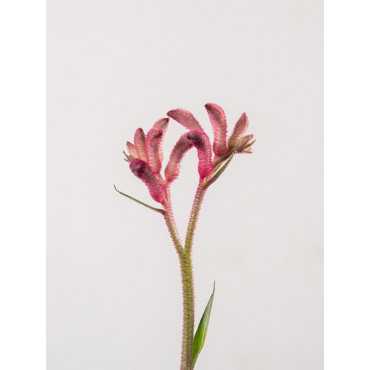 Anigozantos 'Beauty Red'