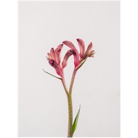 Anigozantos 'Beauty Red'