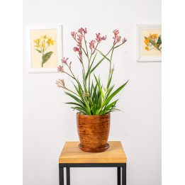 Anigozantos 'Beauty Red'