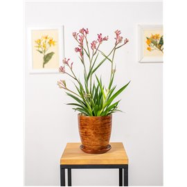 Anigozantos 'Beauty Red'