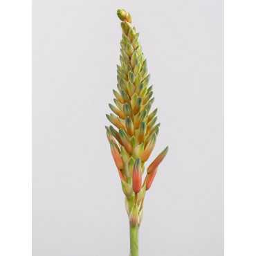 Aloes 'Safari Sunrise'