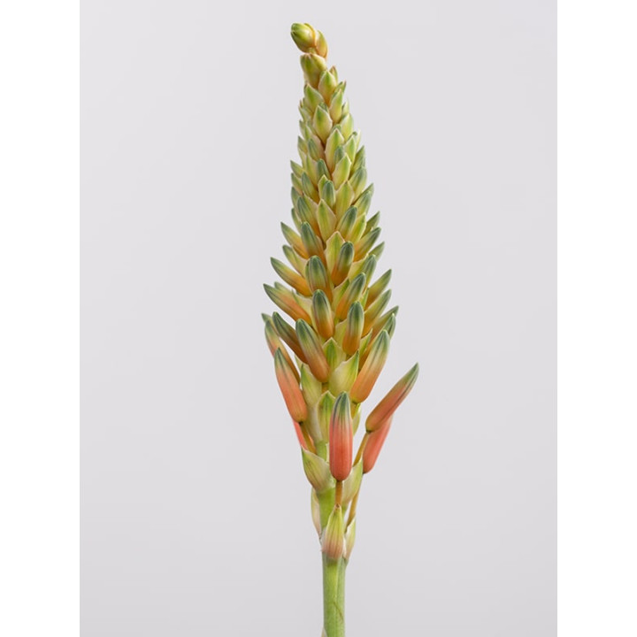 Aloes 'Safari Sunrise'