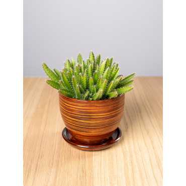 Kaktus - Smoczy Owoc