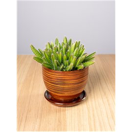 Kaktus - Smoczy Owoc