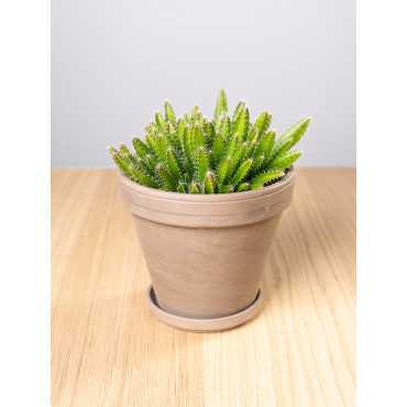 Kaktus - Smoczy Owoc