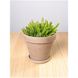 Kaktus - Smoczy Owoc