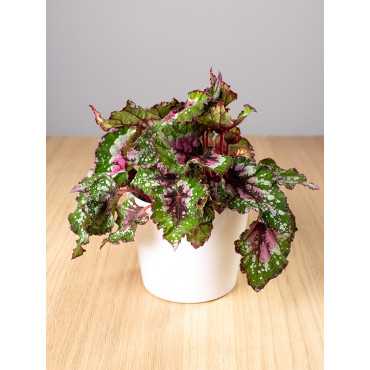 Begonia 'Purple Blush'