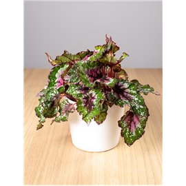 Begonia 'Purple Blush'