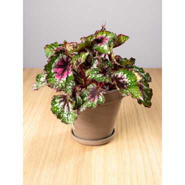 Begonia 'Purple Blush'