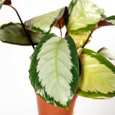 Kalatea 'Argentea'