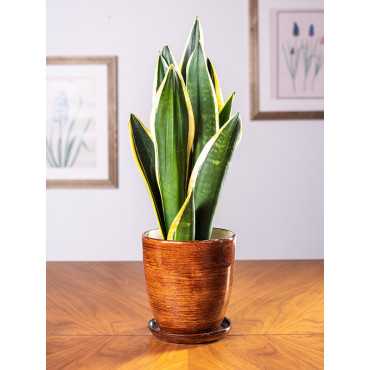 Sansewieria 'Black Gold'