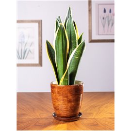 Sansewieria 'Black Gold'