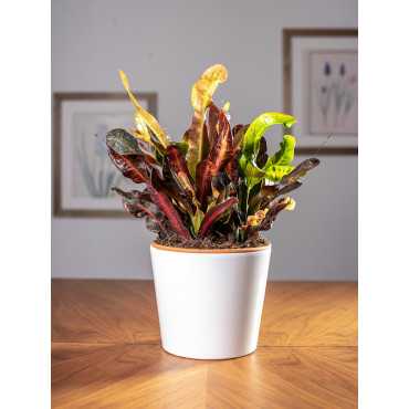 Kroton 'Mammi'