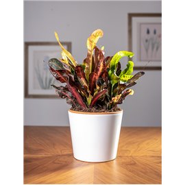 Kroton 'Mammi'