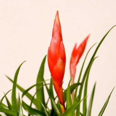 Frizea 'Astrid' Frizea 'Astrid'