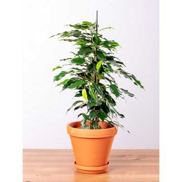 Fikus 'Danielle' | Mały