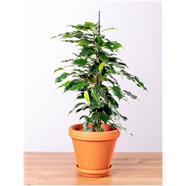 Fikus 'Danielle' | Mały