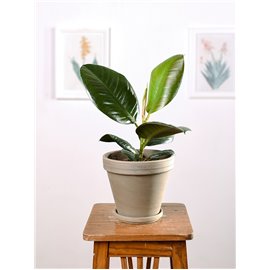 Fikus 'Robusta'