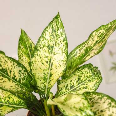 Aglonema 'First Diamond'