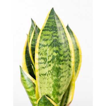 Sansewieria 'Futura Superba'
