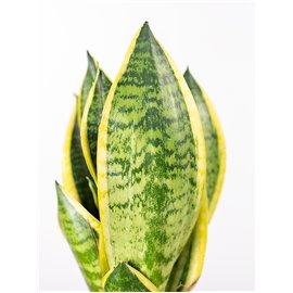 Sansewieria 'Futura Superba'