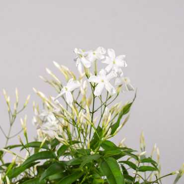 Jaśmin wielokwiatowy