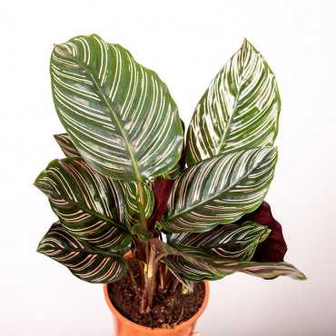 Kalatea 'Sanderiana'