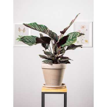 Kalatea 'Sanderiana'