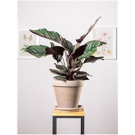 Kalatea 'Sanderiana'