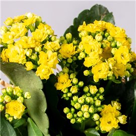 Kalanchoe ‘Calandiva’ | Żółte