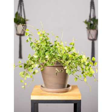 Fikus 'White Sunny'