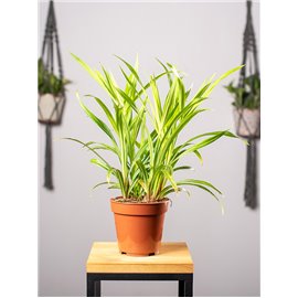 Cibora 'Green Gold'