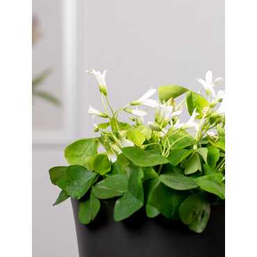 Szczawik trójkątny