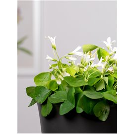 Szczawik trójkątny