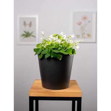 Szczawik trójkątny