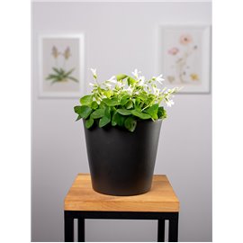 Szczawik trójkątny