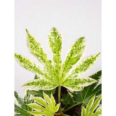 Fatsja japońska 'Spider's Web' Fatsja japońska 'Spider's Web'