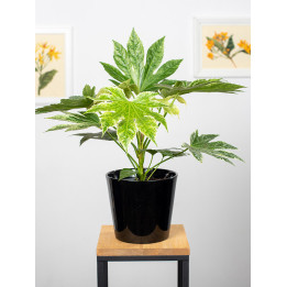 Fatsja japońska 'Spider's Web'