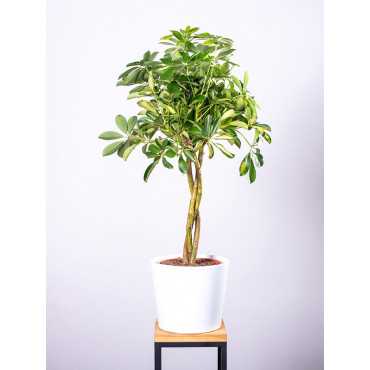 Szeflera 'Gold Capella' | Na pniu