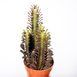Wilczomlecz 'Rubra'