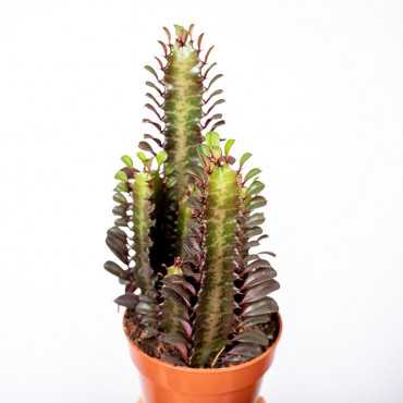 Wilczomlecz 'Rubra'