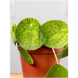 Pilea 'Mojito'