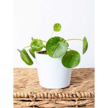 Pilea 'Mojito'