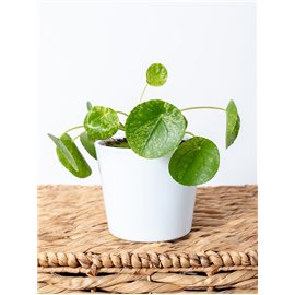 Pilea 'Mojito'