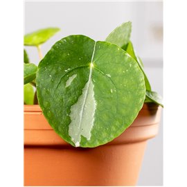 Pilea 'White Splash'